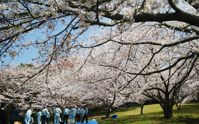 干尽公園にてお花見を行いました（2）