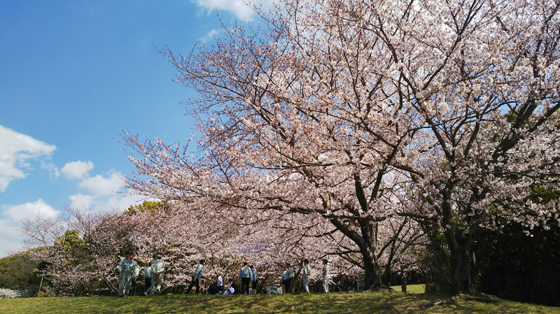 干尽公園でお花見を行いました。